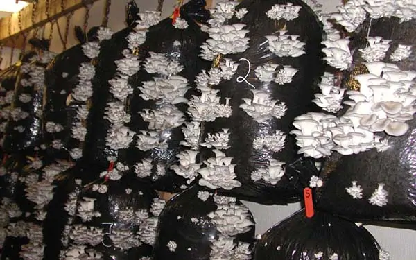 istiridye mantarı kazanç