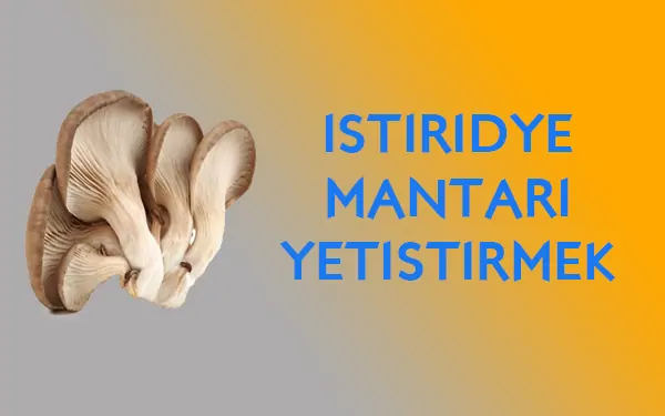 istiridye mantarı yetiştirerek para kazanmak