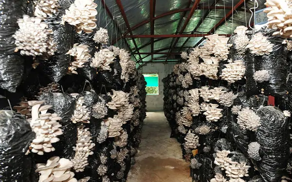 istiridye mantarı yetiştirerek para kazanın