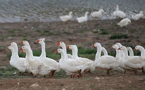 Kaz Çiftliği Kuran Girişimci İhracata Başlamış