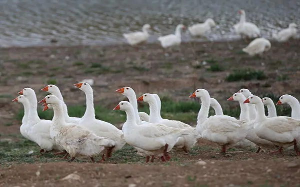 Kaz Çiftliği Kuran Girişimci İhracata Başlamış
