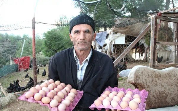 koli koli yumurta topluyor