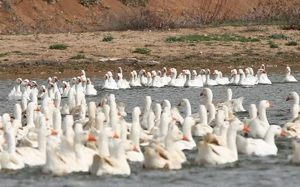 maliyeti düşük