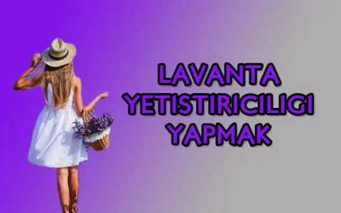 Lavanta yetiştiriciliği maliyeti ne kadar? 2026'da kazandı ne kadar? Karlı mı?