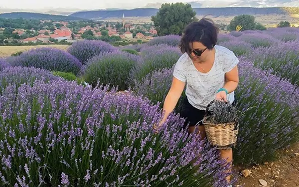 lavanta yetiştirmek için arazi seçimi