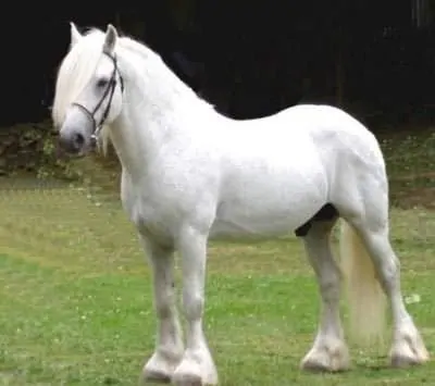 Pony at çiftliği kurmak: Pony at yetiştiriciliği ve çiftliği nasıl açılır? Maliyeti ne kadar?