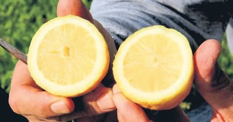 Çekirdeksiz Limon Yetiştiriciliği Nasıl Yapılır? Ne Kadar Kazandırır?