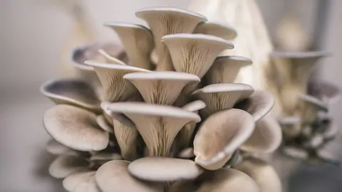 İstiridye mantarı havalandırması, yetiştiriciliği ve üretimi nasıl yapılır?