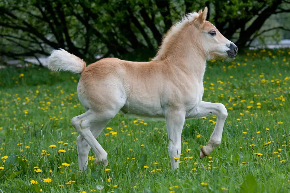 Pony at çiftliği kurmak: Pony at yetiştiriciliği ve çiftliği nasıl açılır? Maliyeti ne kadar?
