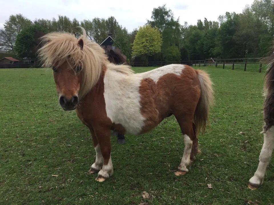 Pony at çiftliği kurmak: Pony at yetiştiriciliği ve çiftliği nasıl açılır? Maliyeti ne kadar?