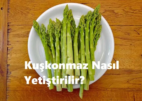 Kuşkonmaz çiçeği fidesi dikimi nasıl ve ne zaman yapılır? Nasıl yetiştirilir?