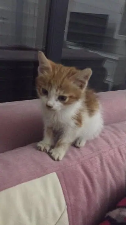 1 Aylık Kedi Ne Yer? 1 Aylık Yavru Kedi Bakımı - Beslenmesi ve Eğitimi görseli 1 Aylık Kedi Ne Yer? 1 Aylık Yavru Kedi Bakımı - Beslenmesi ve Eğitimi
