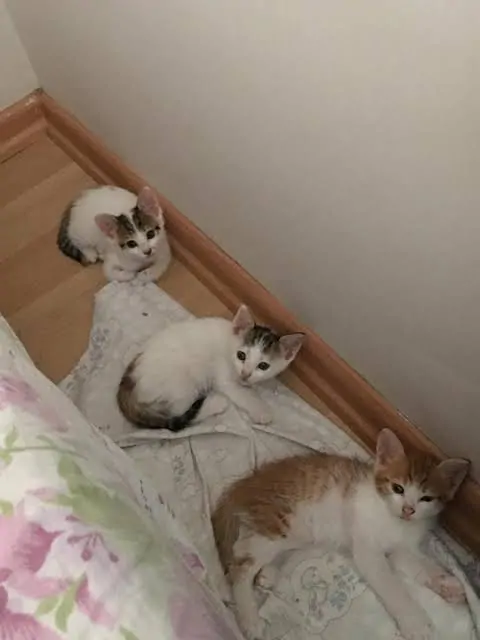 1 Aylık Kedi Ne Yer? 1 Aylık Yavru Kedi Bakımı - Beslenmesi ve Eğitimi görseli 1 Aylık Kedi Ne Yer? 1 Aylık Yavru Kedi Bakımı - Beslenmesi ve Eğitimi
