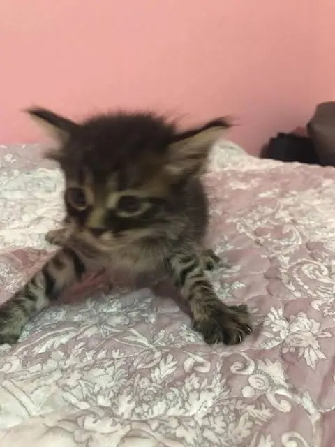 1 Aylık Kedi Ne Yer? 1 Aylık Yavru Kedi Bakımı - Beslenmesi ve Eğitimi
