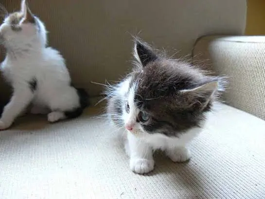 2 Aylık Kedi Ne Yer? 2 Aylık Yavru Kedi Bakımı - Beslenmesi ve Eğitimi görseli 2 Aylık Kedi Ne Yer? 2 Aylık Yavru Kedi Bakımı - Beslenmesi ve Eğitimi