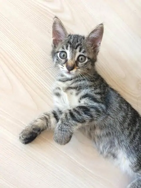 2 Aylık Kedi Ne Yer? 2 Aylık Yavru Kedi Bakımı - Beslenmesi ve Eğitimi görseli 2 Aylık Kedi Ne Yer? 2 Aylık Yavru Kedi Bakımı - Beslenmesi ve Eğitimi