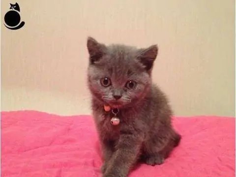 2 Aylık Kedi Ne Yer? 2 Aylık Yavru Kedi Bakımı - Beslenmesi ve Eğitimi