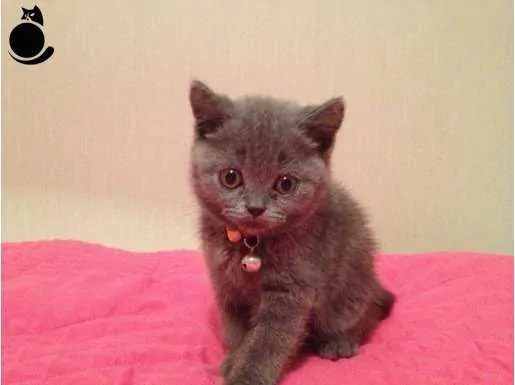 2 Aylık Kedi Ne Yer? 2 Aylık Yavru Kedi Bakımı - Beslenmesi ve Eğitimi görseli 2 Aylık Kedi Ne Yer? 2 Aylık Yavru Kedi Bakımı - Beslenmesi ve Eğitimi