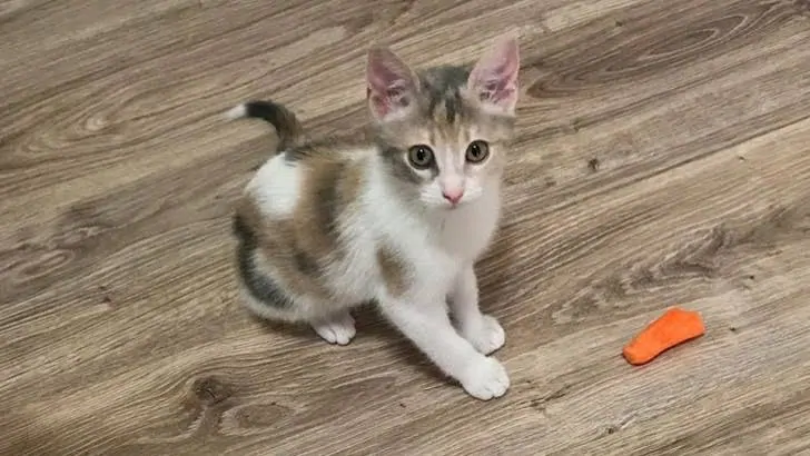 3 Aylık Kedi Ne Yer? 3-6 Aylık Yavru Kedi Bakımı - Beslenmesi ve Eğitimi görseli 3 Aylık Kedi Ne Yer? 3-6 Aylık Yavru Kedi Bakımı - Beslenmesi ve Eğitimi