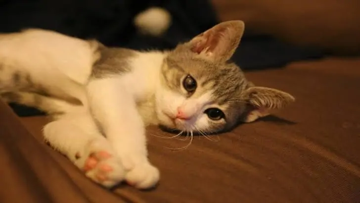 3 Aylık Kedi Ne Yer? 3-6 Aylık Yavru Kedi Bakımı - Beslenmesi ve Eğitimi görseli 3 Aylık Kedi Ne Yer? 3-6 Aylık Yavru Kedi Bakımı - Beslenmesi ve Eğitimi