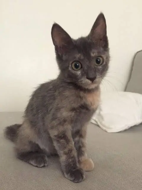 3 Aylık Kedi Ne Yer? 3-6 Aylık Yavru Kedi Bakımı - Beslenmesi ve Eğitimi
