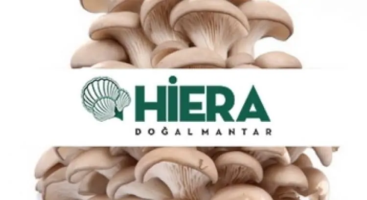 Hiera mantar çadırı fiyatları! Kurulum ve yetiştirme maliyeti 2026