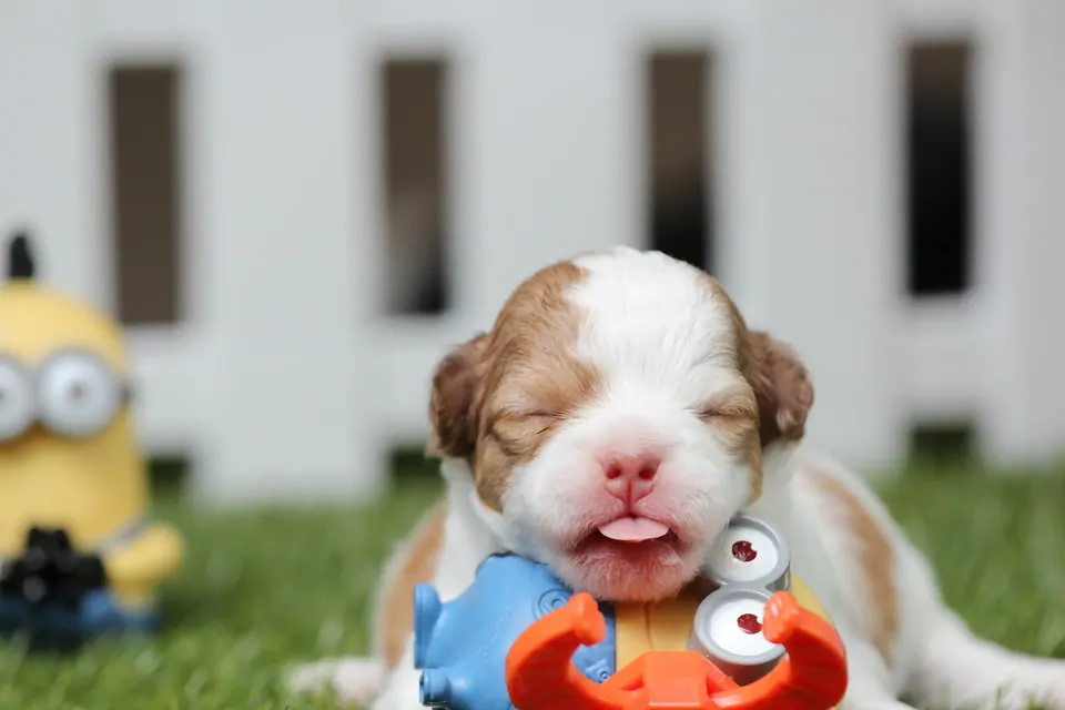 Köpeklere Özel Oyuncak Yaparak Evde Para Kazanma Yolları
