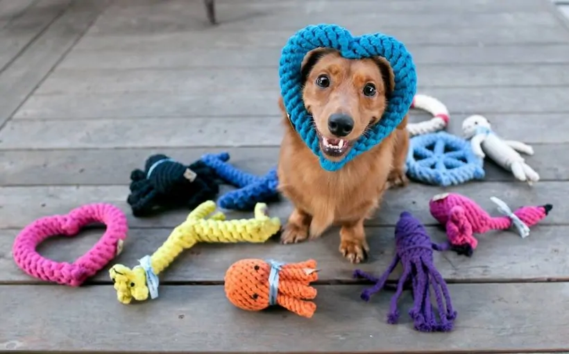 Köpeklere Özel Oyuncak Yaparak Evde Para Kazanma Yolları