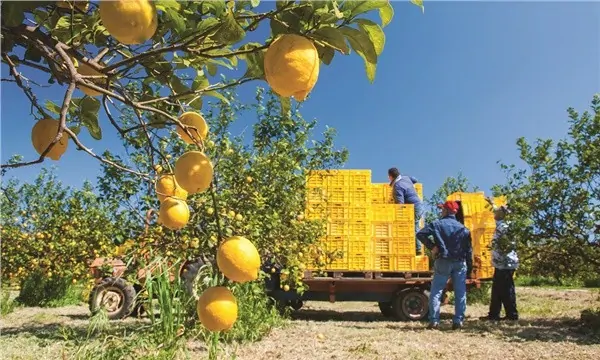 Limon Üreterek Para Kazanma Yolları! Yetiştiriciliği nasıl yapılır? Limon kimlere ve nasıl satılır?