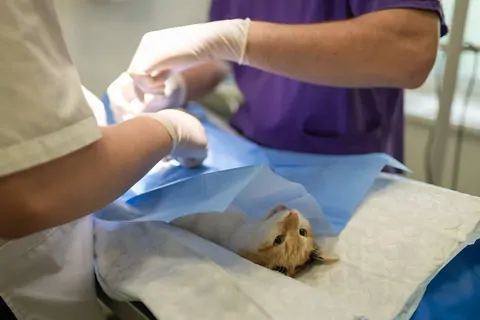 Veteriner Kliniği Açmak! 2026 Maliyeti Ne Kadar Gereken Belgeler ve Şartlar