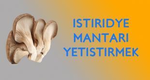 istiridye mantarı yetiştirerek para kazanmak