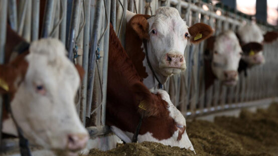 Deli Dana Hastalığı Nedir Belirtileri Nelerdir Türkiye'de Durum Ne 3 deli dana hastaligi turkiyede mi ankara ve boluda goruldu l2q4