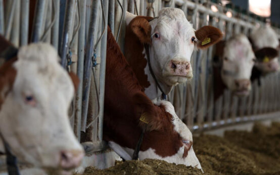 Deli Dana Hastalığı Nedir Belirtileri Nelerdir Türkiye'de Durum Ne 5 deli dana hastaligi turkiyede mi ankara ve boluda goruldu l2q4