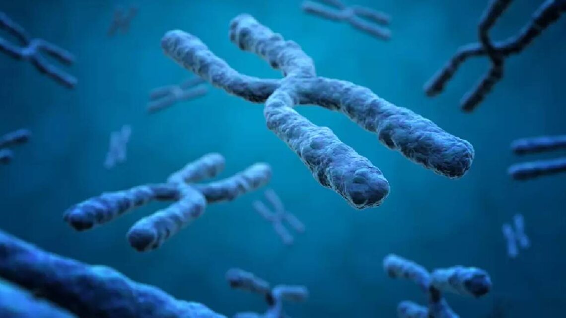 Y Kromozomu Tehlikede mi Erkek Cinsiyetinin Geleceği Nasıl Şekillenecek 1 1874271