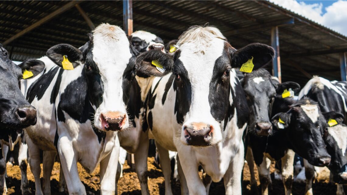 Şap Hastalığı ve Süt Üretimine Etkileri Uzmanlar Ne Diyor? 1 Is ALanlari 01 Large