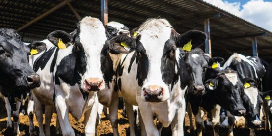 Is ALanlari 01 Large