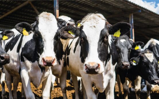 Is ALanlari 01 Large